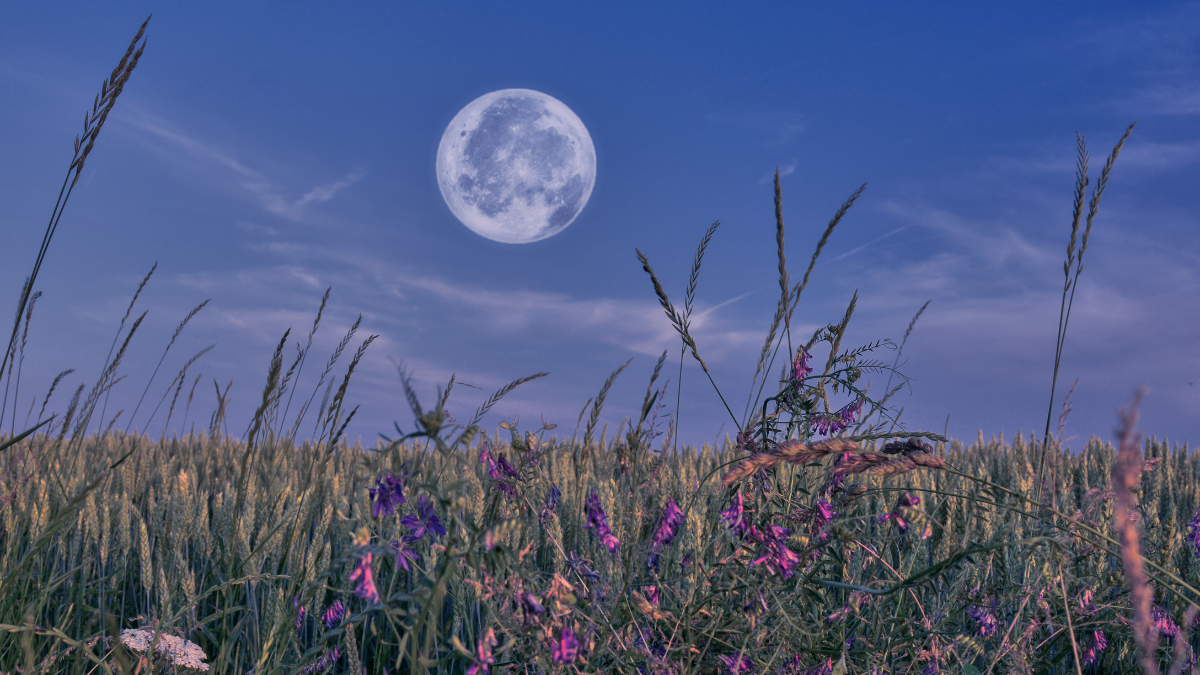 La Luna de las Flores se verá este 12 de mayo en Ecuador, coincidiendo con una microluna que la hará lucir más pequeña de lo habitual.