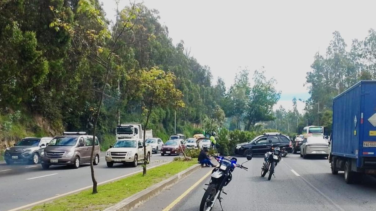 Un árbol se impactó contra un árbol en la avenida Simón Bolívar.