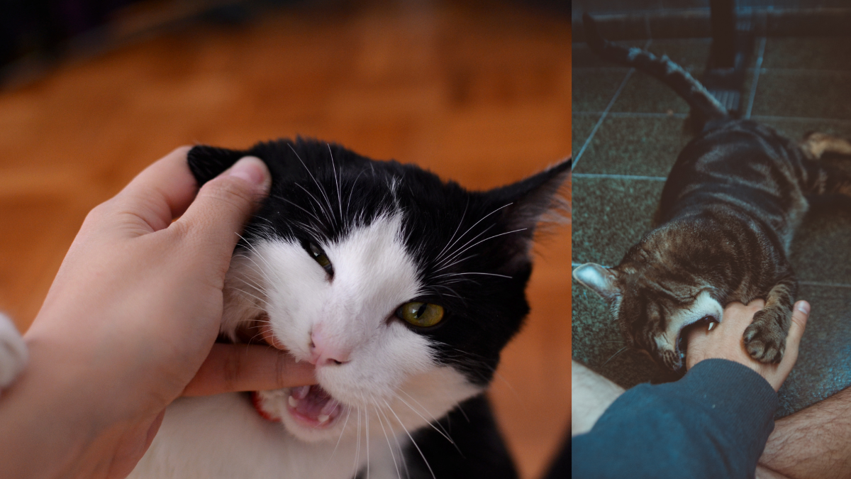 Cada gato es único, y dedicar tiempo a conocer sus preferencias y límites es la clave para una relación armoniosa