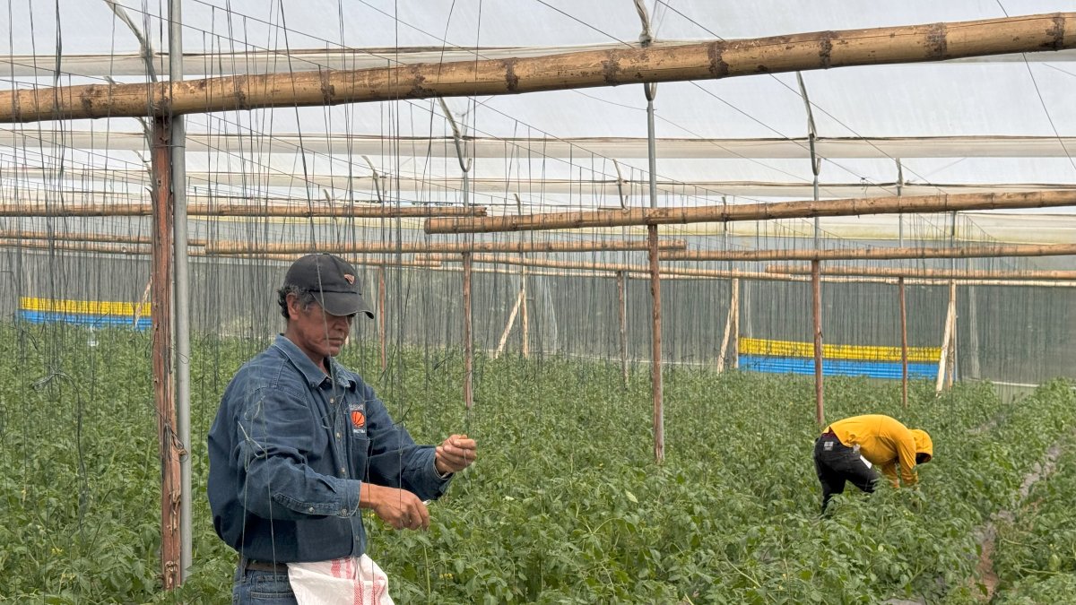 Pequeños agricultores ecuatorianos encuentran nuevas oportunidades al integrarse a cadenas de valor sostenibles.