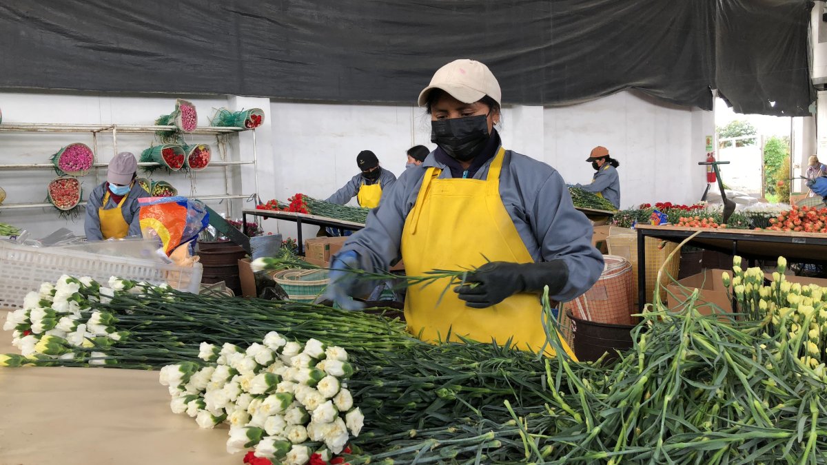 Solo 34 de cada 100 ecuatorianos tienen un empleo de calidad.