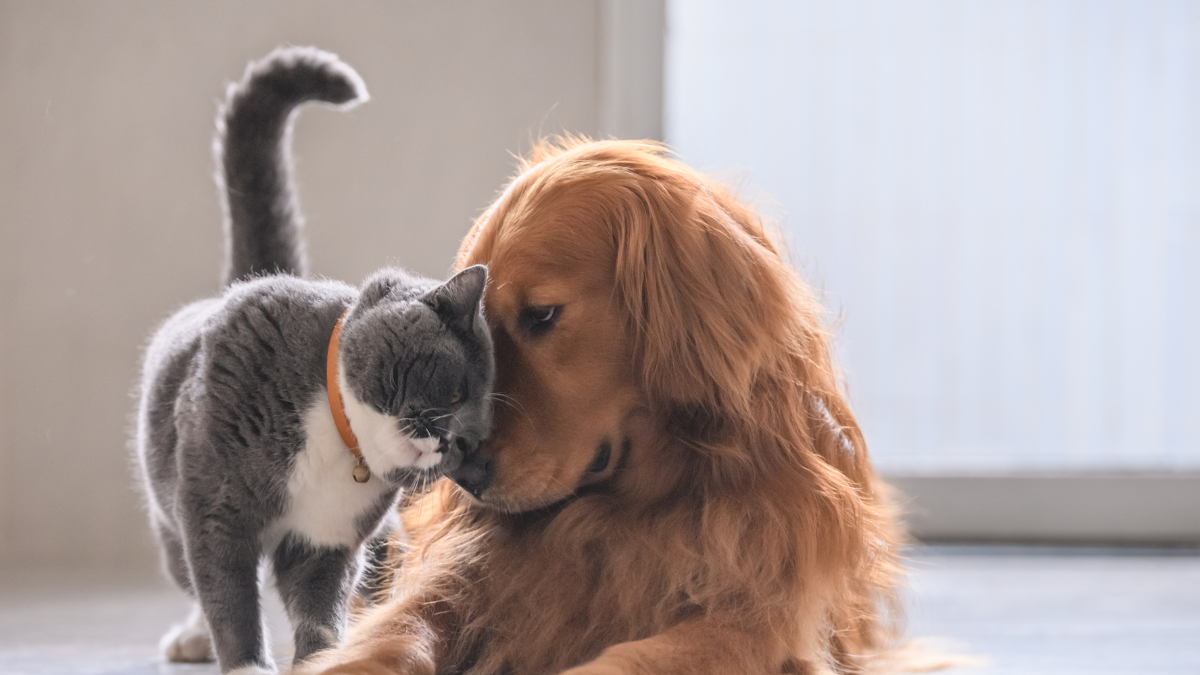 Referencial. Animales de compañía.