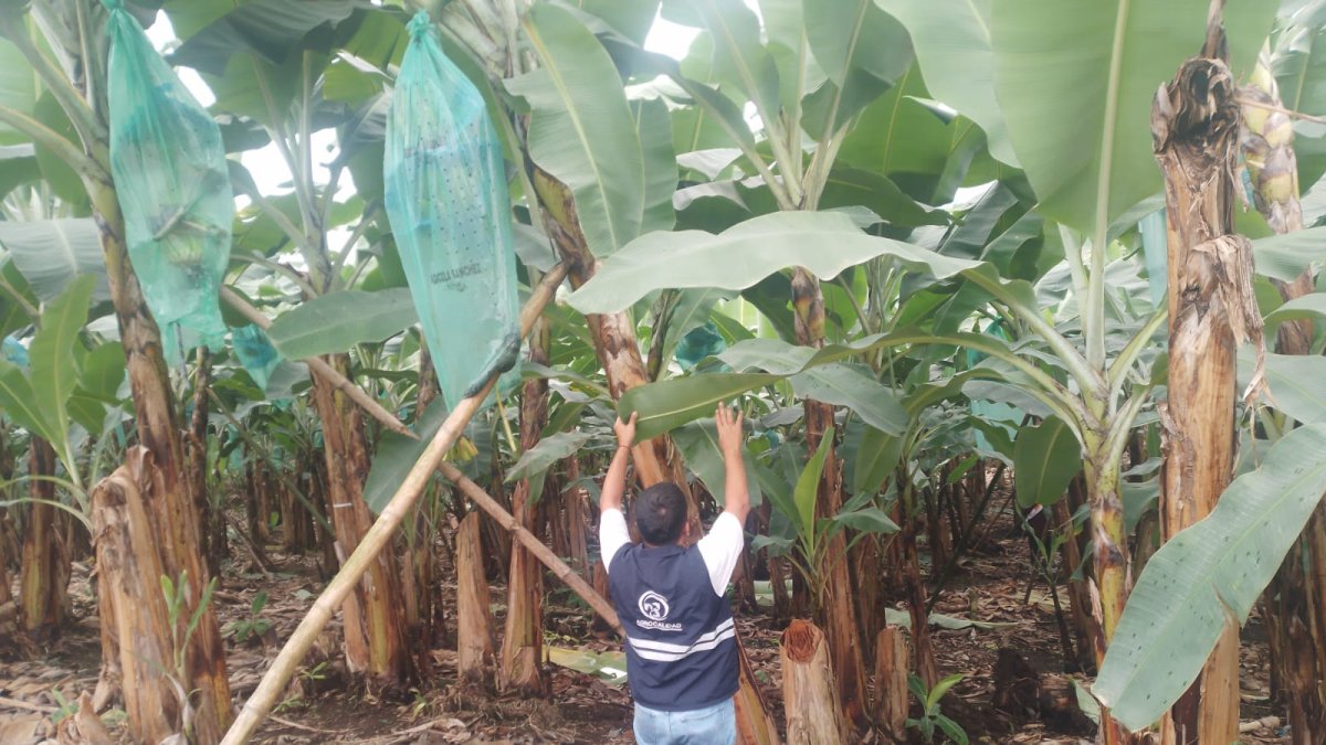 Técnicos de Agrocalidad realizan una vigilancia exhaustiva en las plantaciones de banano.