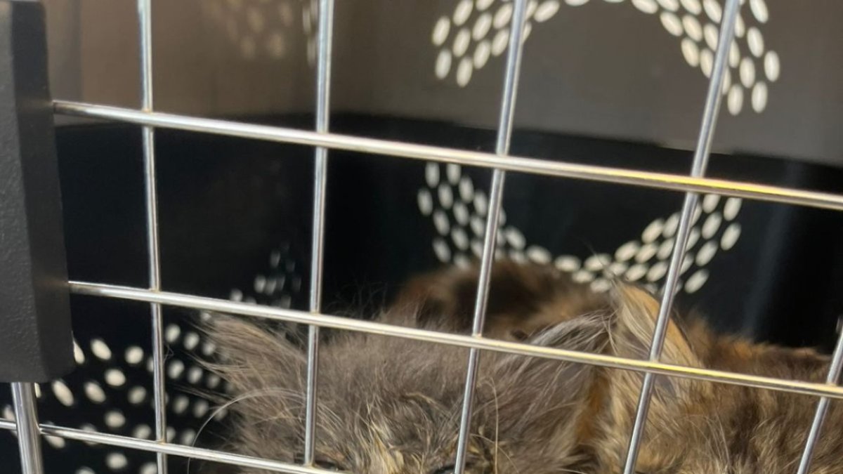 Once animales rescatados de un presunto caso de maltrato y comercio ilegal en el mercado Las Cuadras