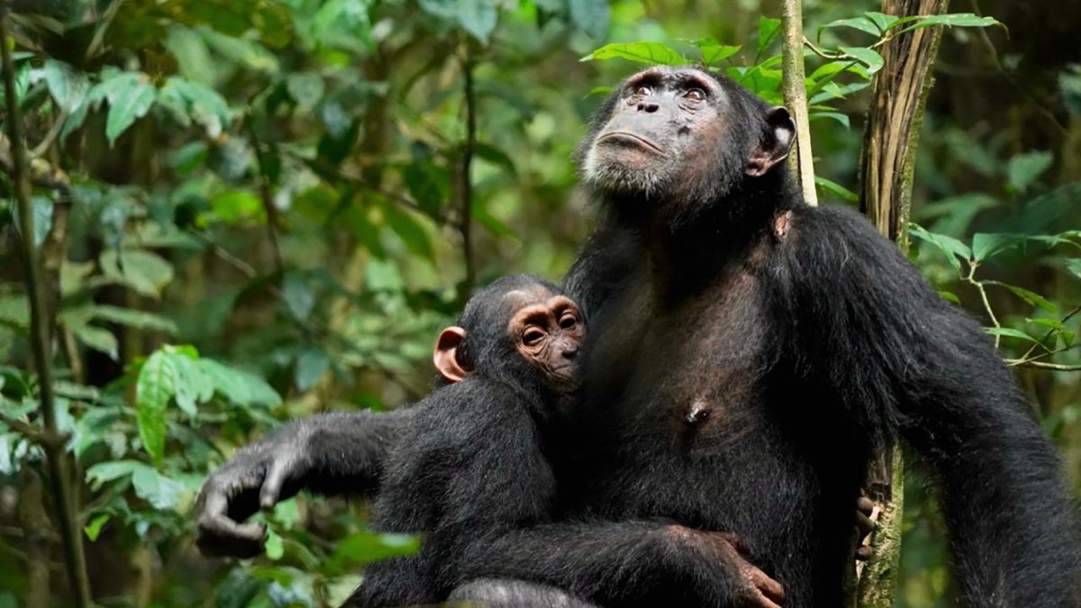 Una madre chimpancé (Xela) amamanta a su cría (Xort).