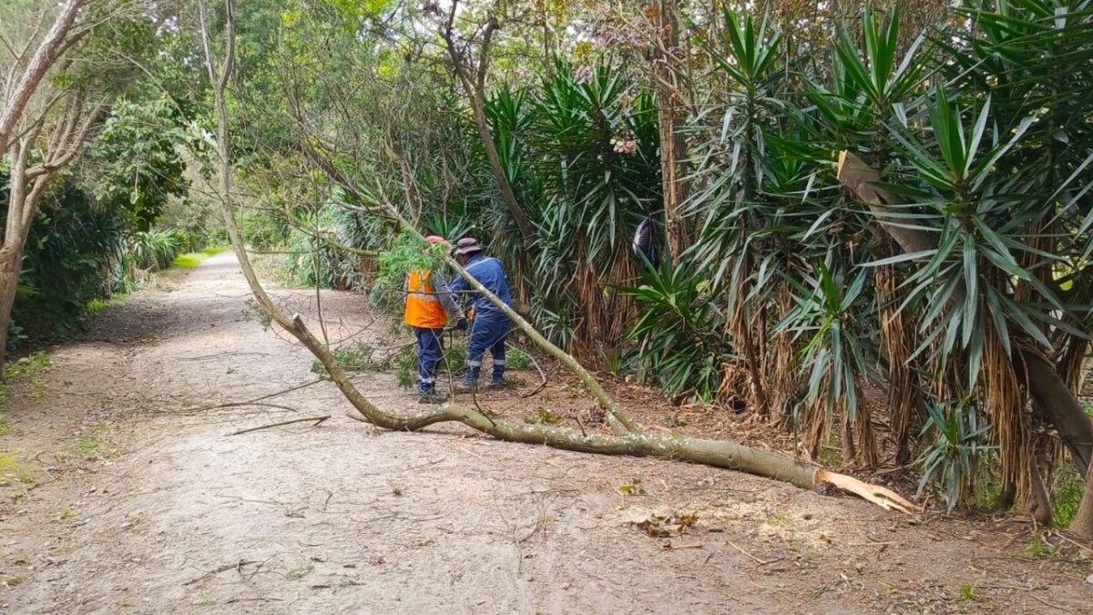 El fin de semana un árbol cayó en el km 8 de El Chaquiñán, en Tumbaco. Personal de Epmmop acudió al lugar para realizar la limpieza.