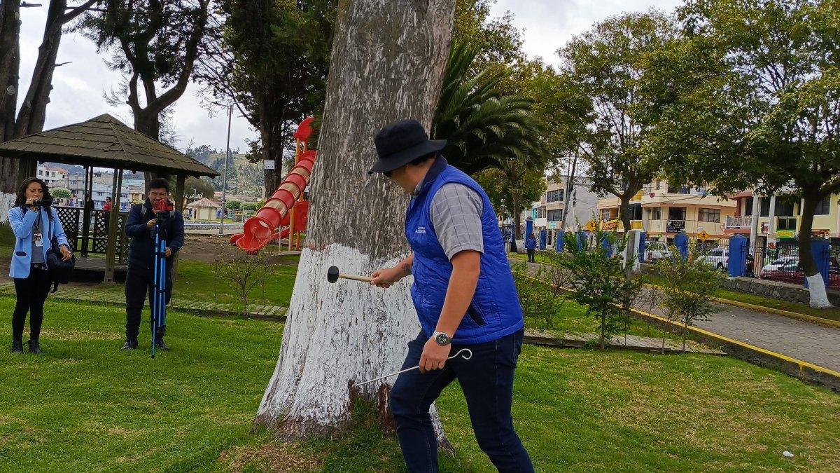 Los técnicos revisaron varios árboles de Latacunga con el objetivo de verificar cual está en mal estado.