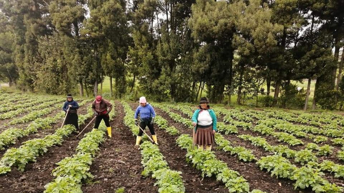 El renacer de la papa nativa en manos de los hijos de la tierra en el páramo de tres cantones de Tungurahua.