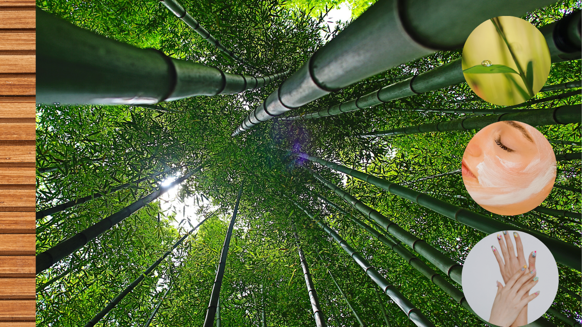 El Bambú garantiza muchos beneficios para tu cuerpo y tu hogar