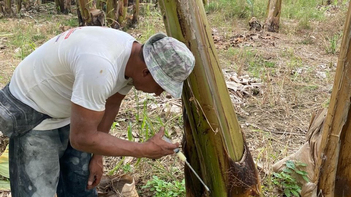 Un agricultor inyecta aceite ozonizado a una planta contra el Moko, el producto está a prueba.
