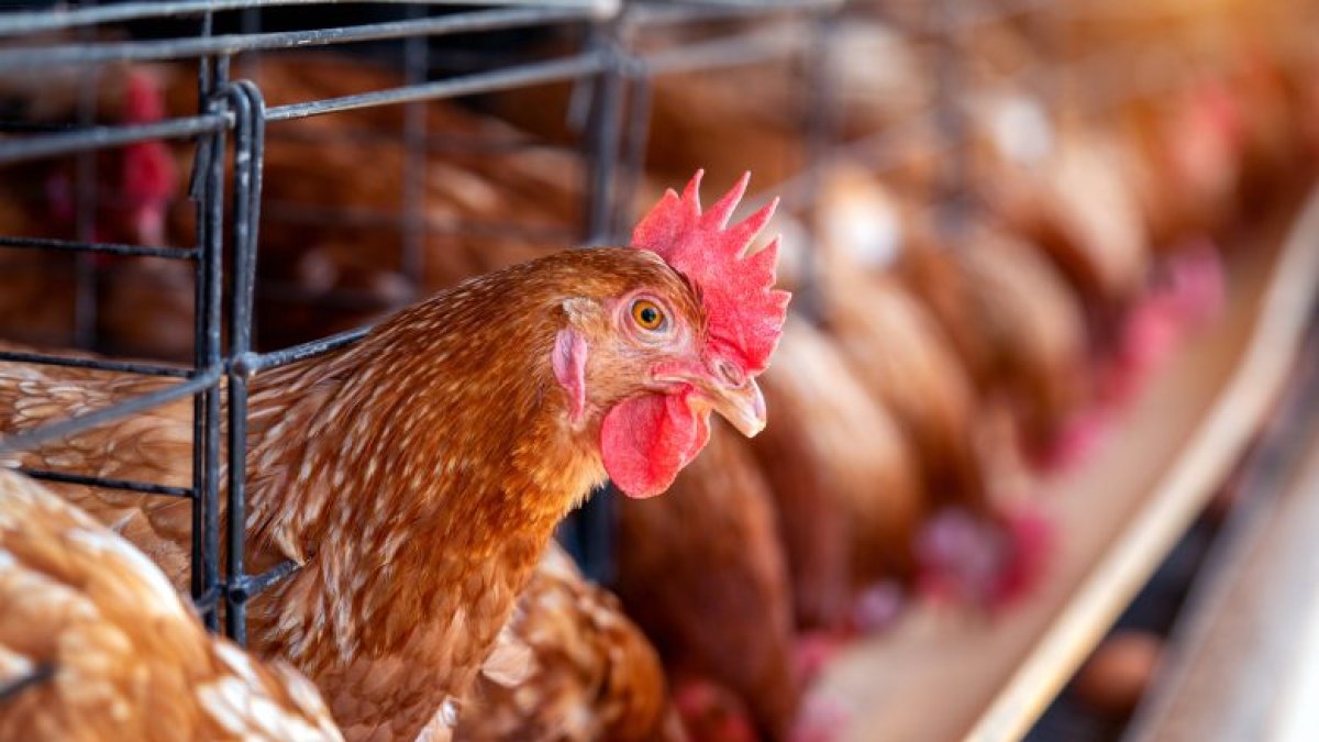 Brasil exportó más de 5 millones de toneladas de productos avícolas durante el 2024.