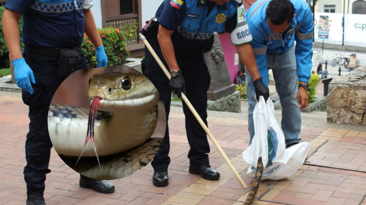 La serpiente encontrada en Las Peñas fue puesta nuevamente en su hábitat natural