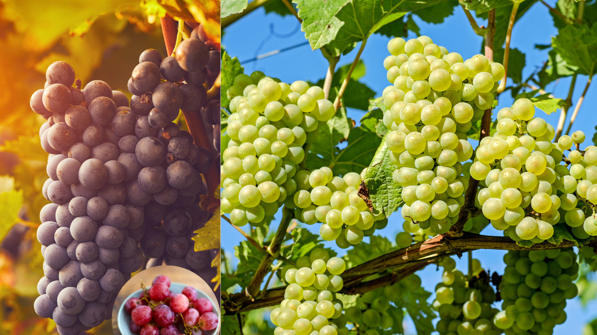 Las uvas pueden ayudar a mantener la fuerza y funcionalidad muscular con el tiempo