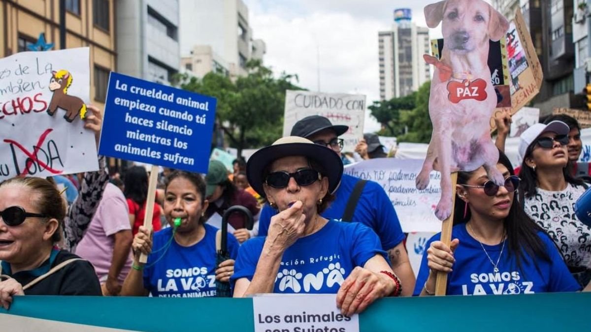 En Guayaquil, la Fundación Rescate Animal denuncia que las cifras de eutanasia han aumentado en un 250% en los primeros meses del año