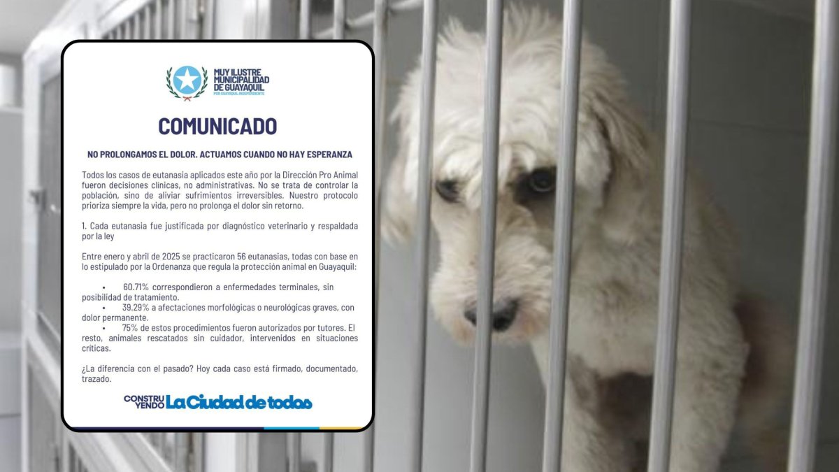 El Municipio respondió a los señalamientos de Rescate Animal.
