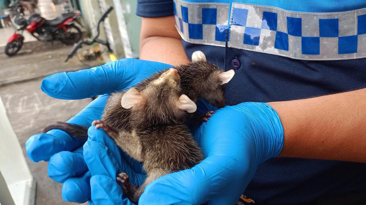 Animales como las zarigüeyas buscan refugio y alimento en las ciudades. Dos ejemplares aparecieron en el centro de Guayaquil.