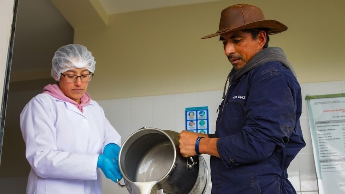 Personas envasando la leche cruda para venderla a la industria.