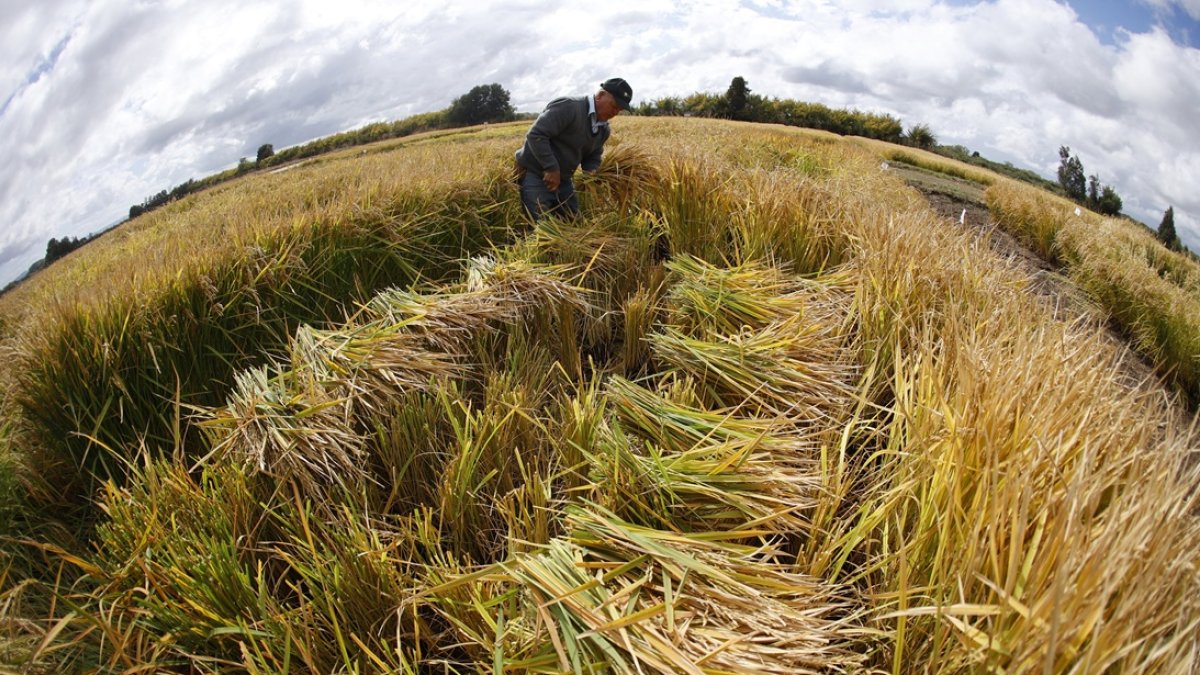 Un trabajador corta muestras de arroz en los cultivos experimentales de arroz del INIA (Instituto de Investigaciones Agropecuarias) en San Carlos, región de Ñuble, Chile, el 10 de abril de 2025.