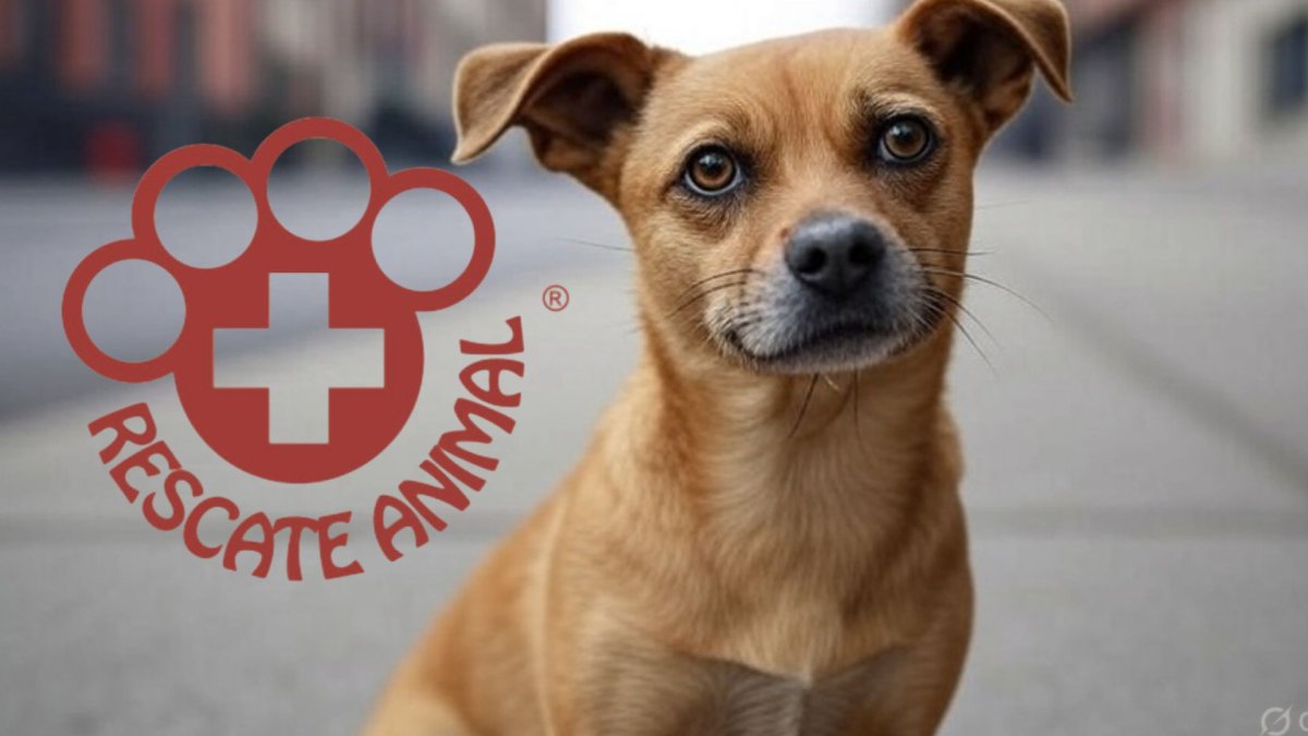 Ilustración Referencial. Rescate Animal volvió a insistir en su denuncia pública.