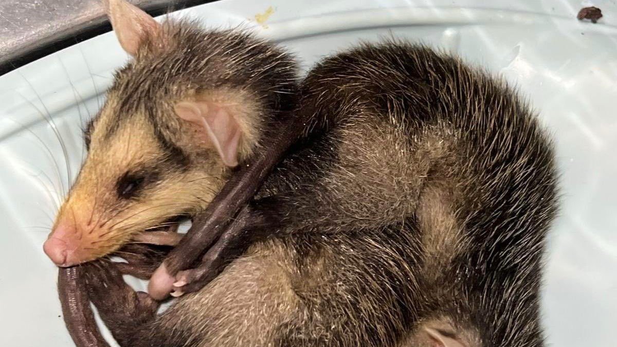 Las zarigüeyas son animales silvestres que suelen llegar a la zona urbana en busca de comida y refugio. Son inofensivas.