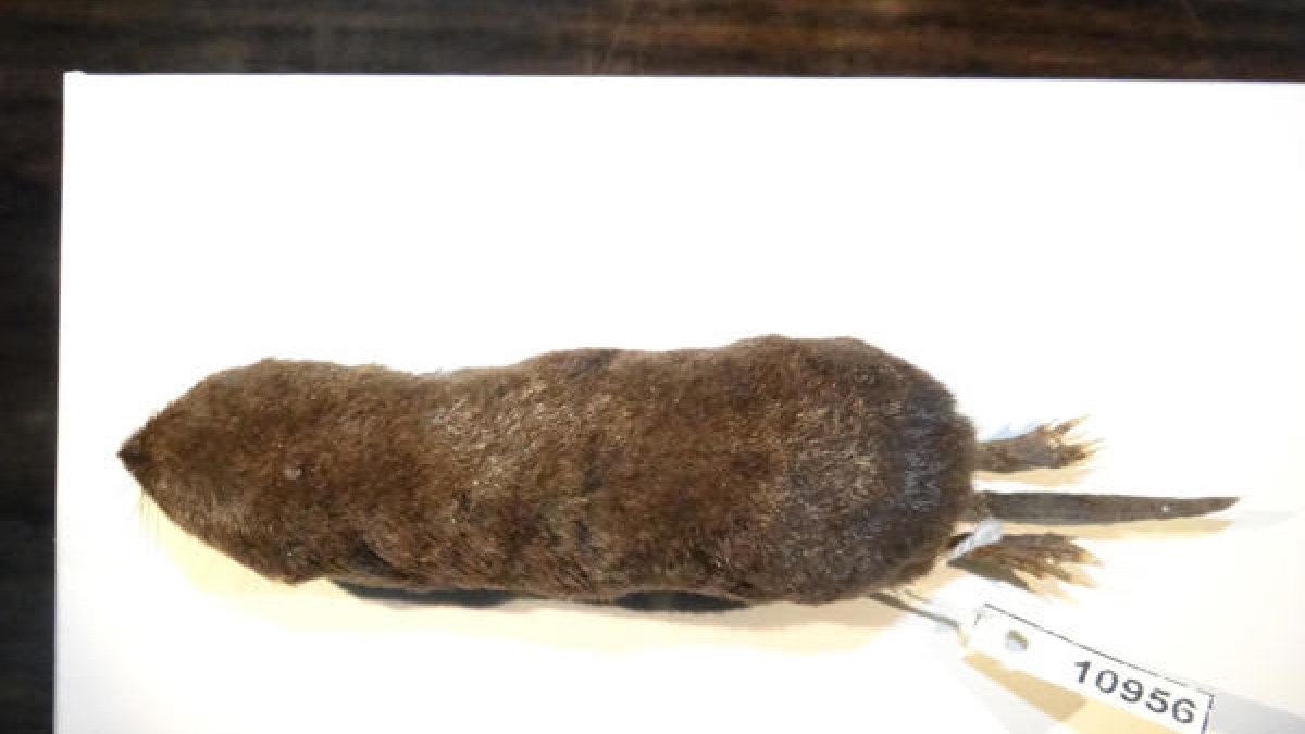 Muestra. Musaraña hallada en la Amazonía, cerca de Perú.