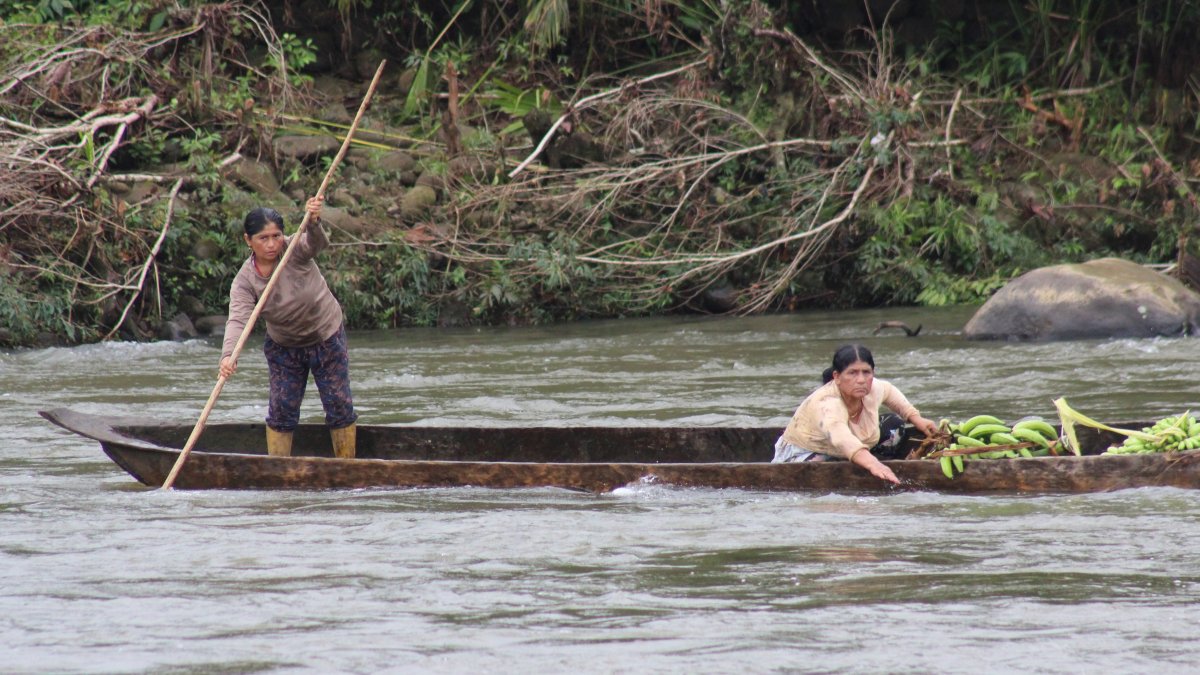 Labores. Además de criar a los hijos, las mujeres chachos cultivan, pescan y reman en el río, convirtiéndose en la figura de sostén de la familia.