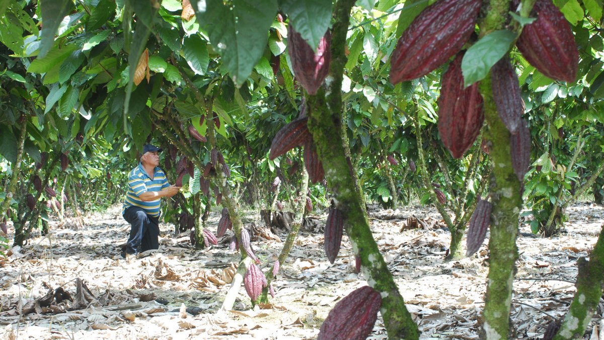 Agricultor en sembrío de plantas de cacao.