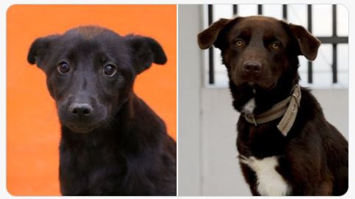 Conoce a los animales de compañía que esperan una familia responsable y cariñosa.