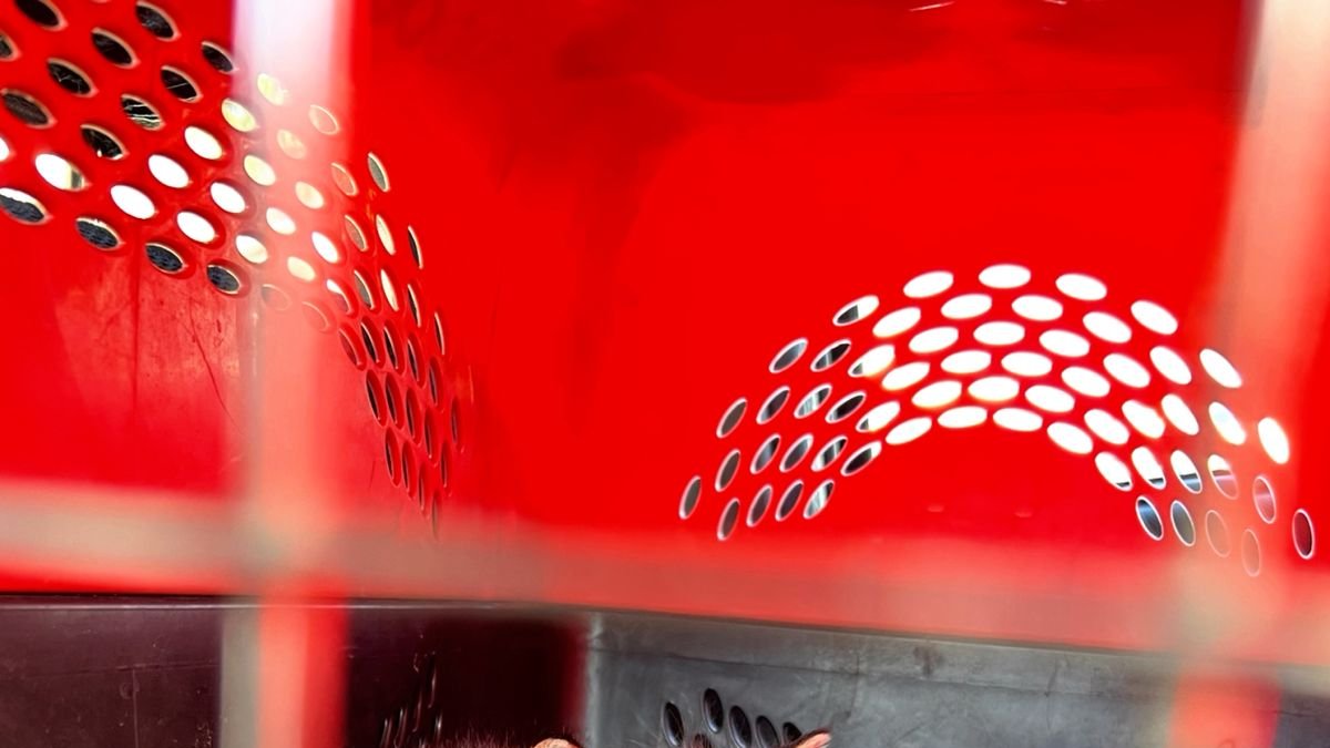 Los felinos estaban encerrados en costales y expuestos al inclemente sol.