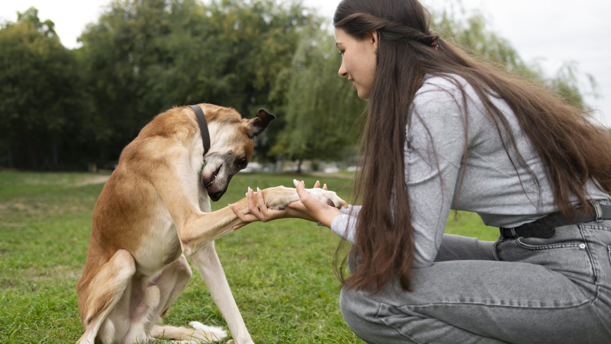Aprende a educar a tu mascota: curso de adiestramiento canino en Ecuador