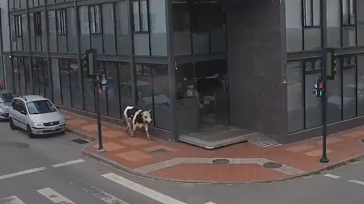 Una vaca recorre las calles del centro de Loja y entra a un edificio de oficinas, generando sorpresa entre los trabajadores.