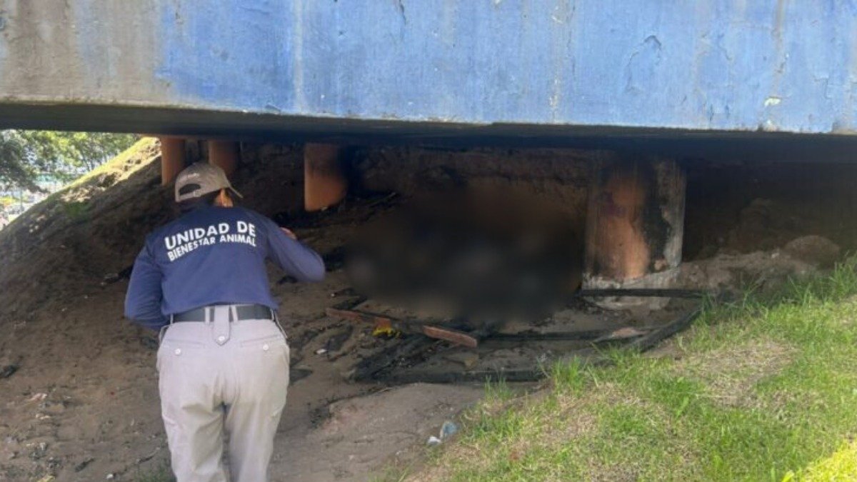 La perrita fue quemada en el sector del intercambidor de Carcelén, en el norte de Quito.