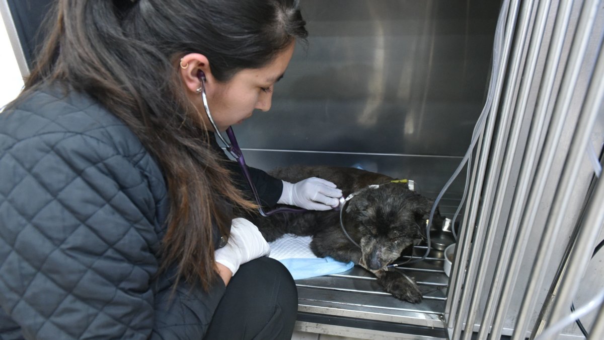 La perrita tenía daños en los pulmones, fosas nasales y córneas.