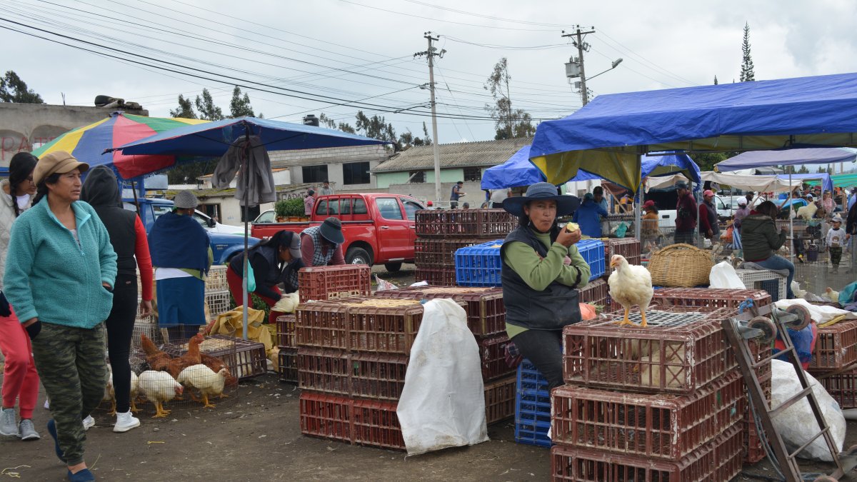 Los comerciantes de animales que actualmente operan en el estadio de Terremoto serán reubicados en Mollepamba, al sur de Ambato.