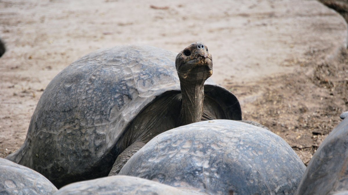 Tortugas gigantes en el Centro de Crianza de Tortugas Gigantes Arnaldo Tupiza Chamaidan, en la isla de Isabela.
