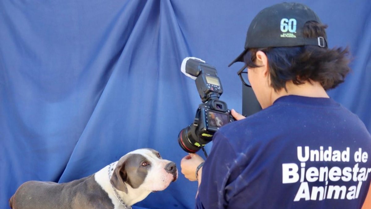Perritos rescatados posaron para una sesión de fotos como parte de la campaña de adopción que se realizará durante la Feria del Libro.