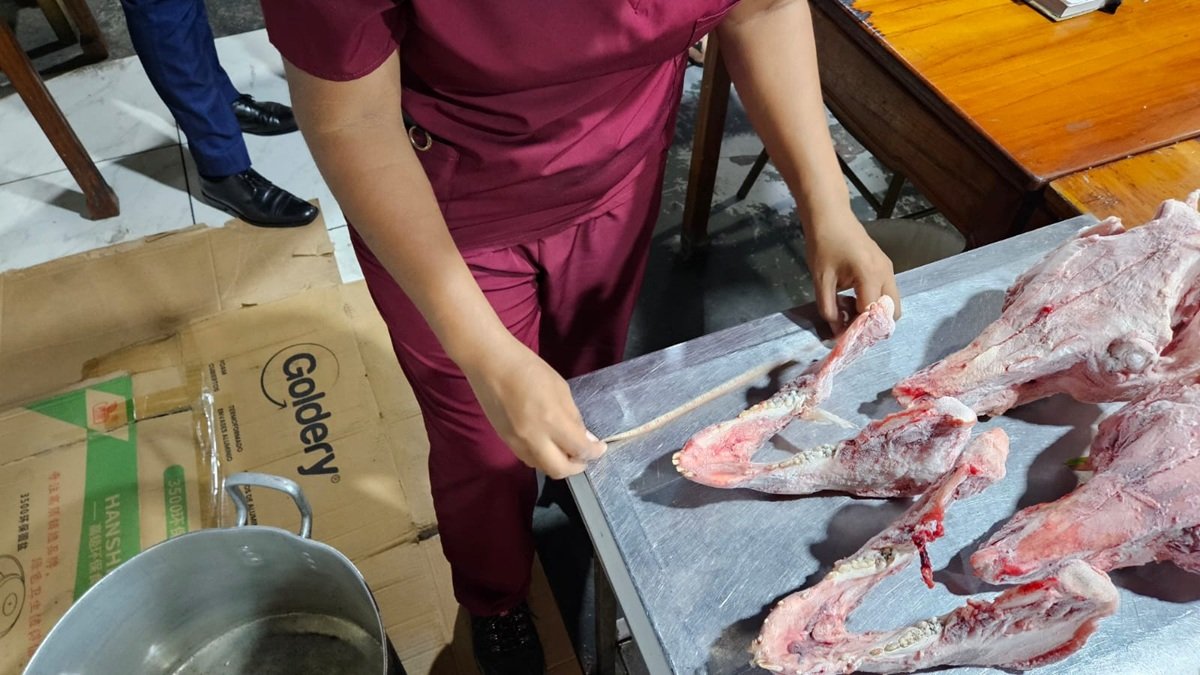 Personal técnico del Ministerio de Ambiente realizó los exámenes a los cráneos de los animales hallados en un chifa.