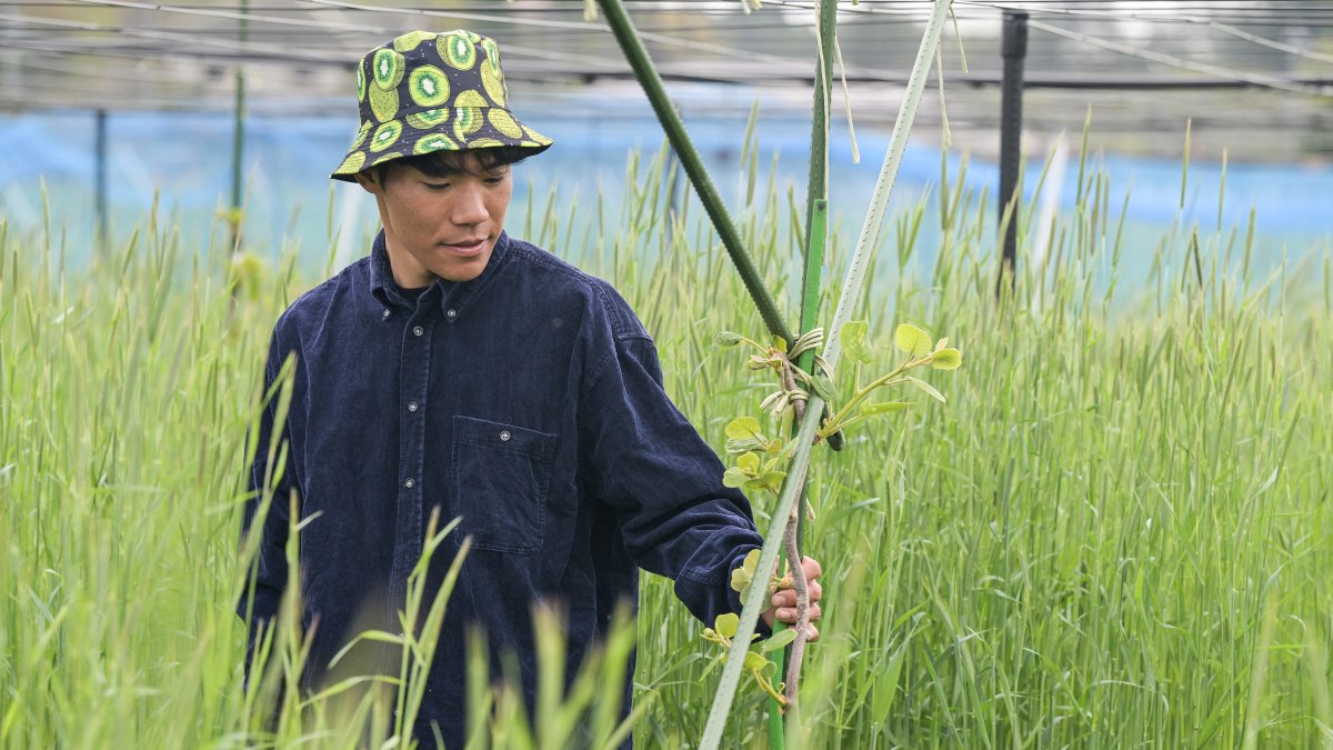 Agricultor. Takuya Haraguchi, de 25 años de edad, cuidando sus kiwis