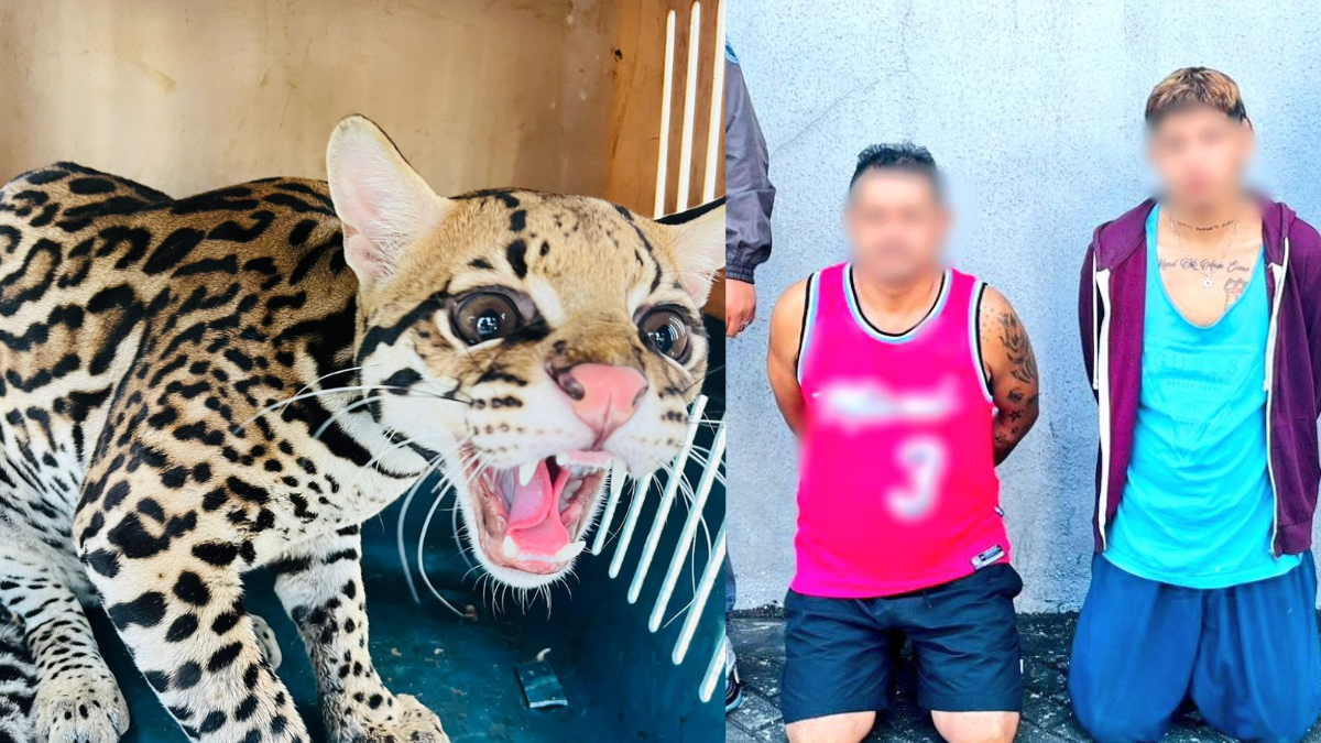 Los sospechosos tenían en su poder un tigrillo silvestre.