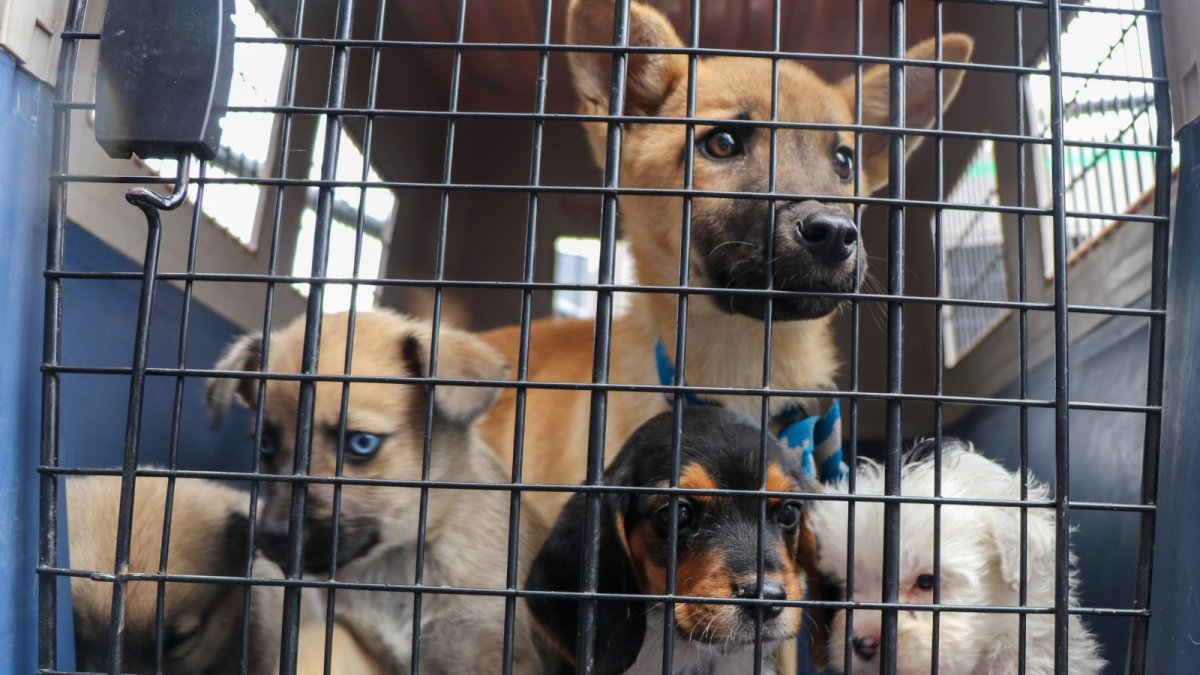 Diez cachorros, destinados a la venta ilegal, fueron rescatados en un operativo realizado por la AMC y Bienestar Animal.