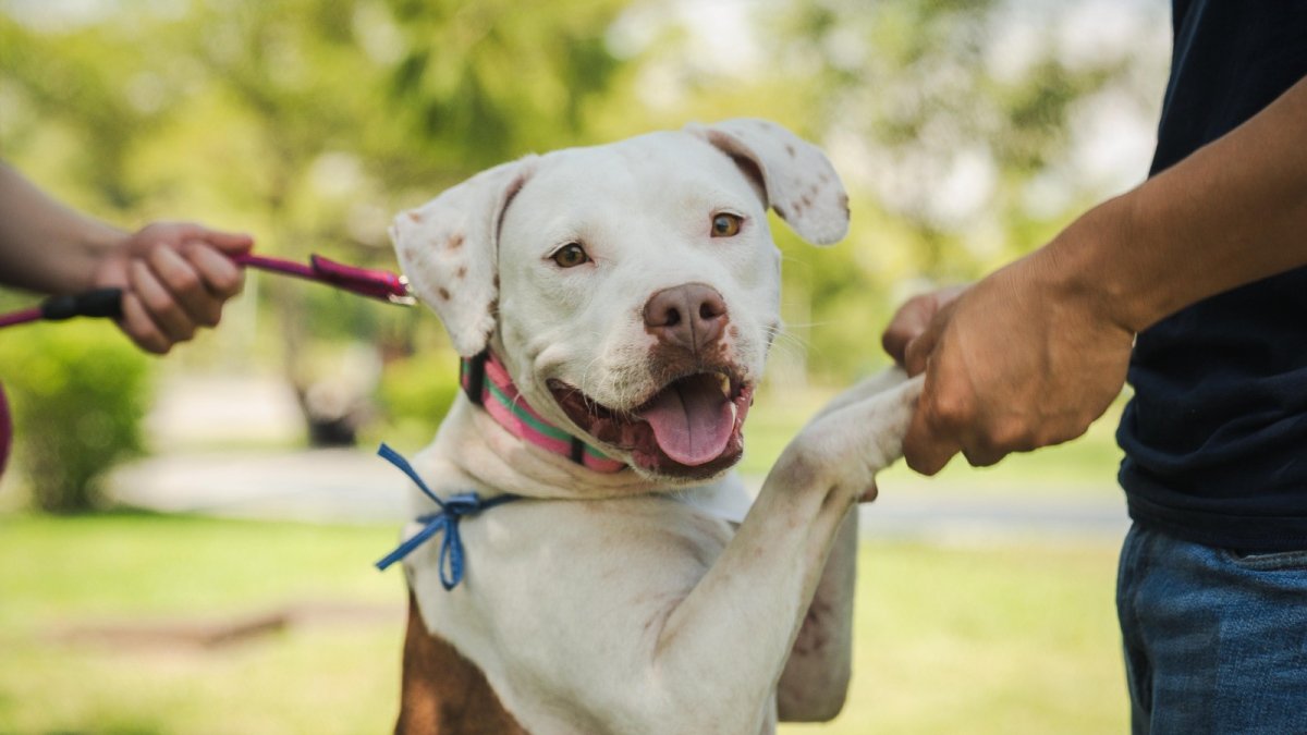 Animales de compañía están disponibles para ser adoptados, como parte de una campaña municipal.