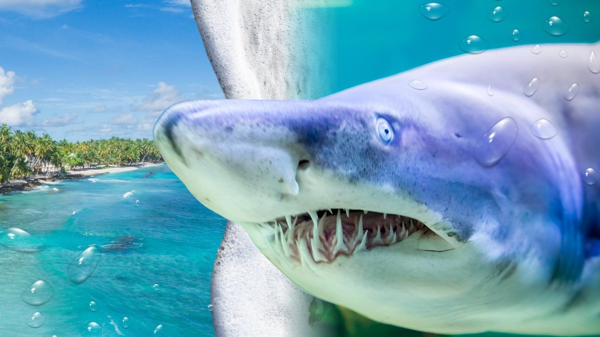 El tiburón toro hallado en Crucita sorprendió a los bañistas por su tamaño y cercanía a la orilla