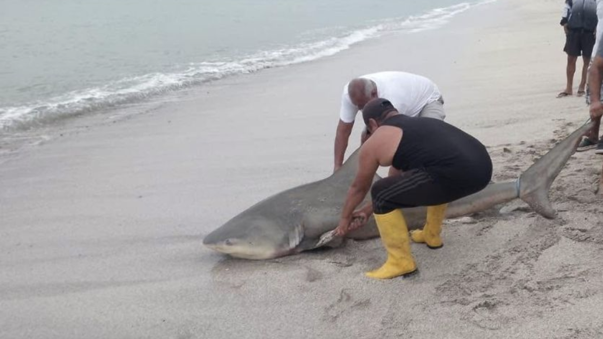 Un tiburón fue encontrado sin vida a orillas del mar manabita