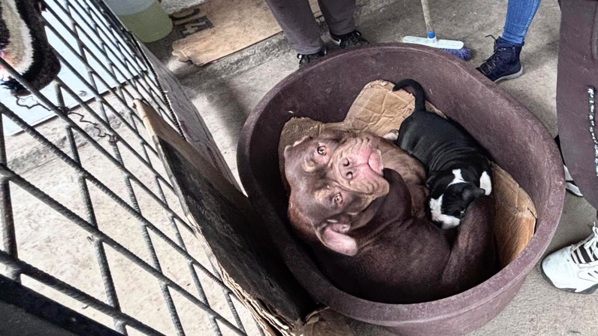 Los perritos estaban dentro de una tina plástica.