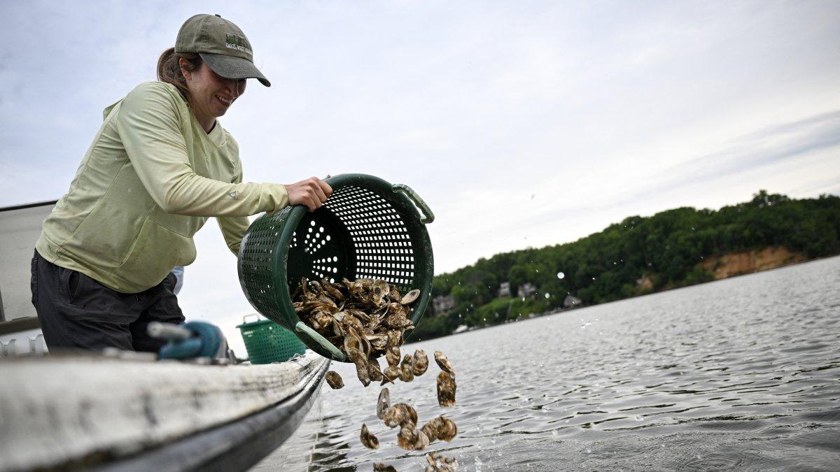 En Estados Unidos, voluntarios crían ostras para limpiar los mares.