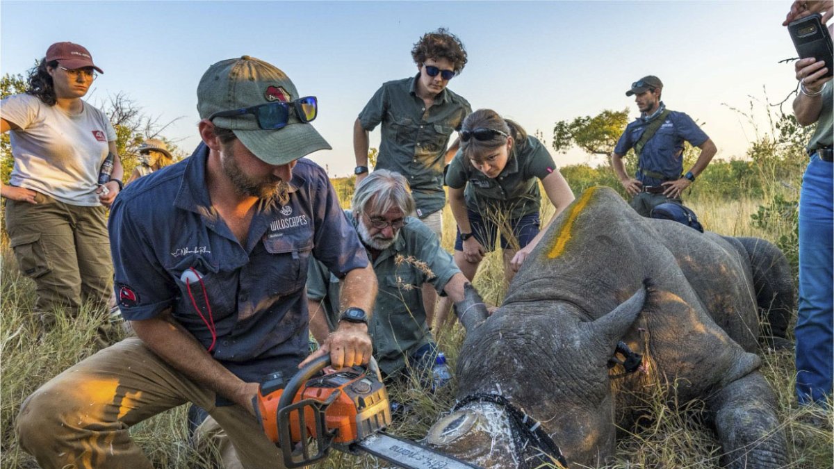 Operación. Descuerne de un rinoceronte blanco en el Gran Kruger.