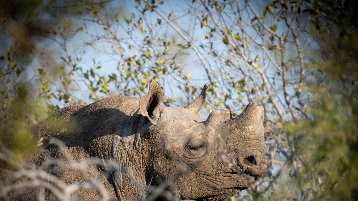 Rinocerontes negros en la región del Gran Kruger. Todos descornados y con algunos cuernos rebrotados.