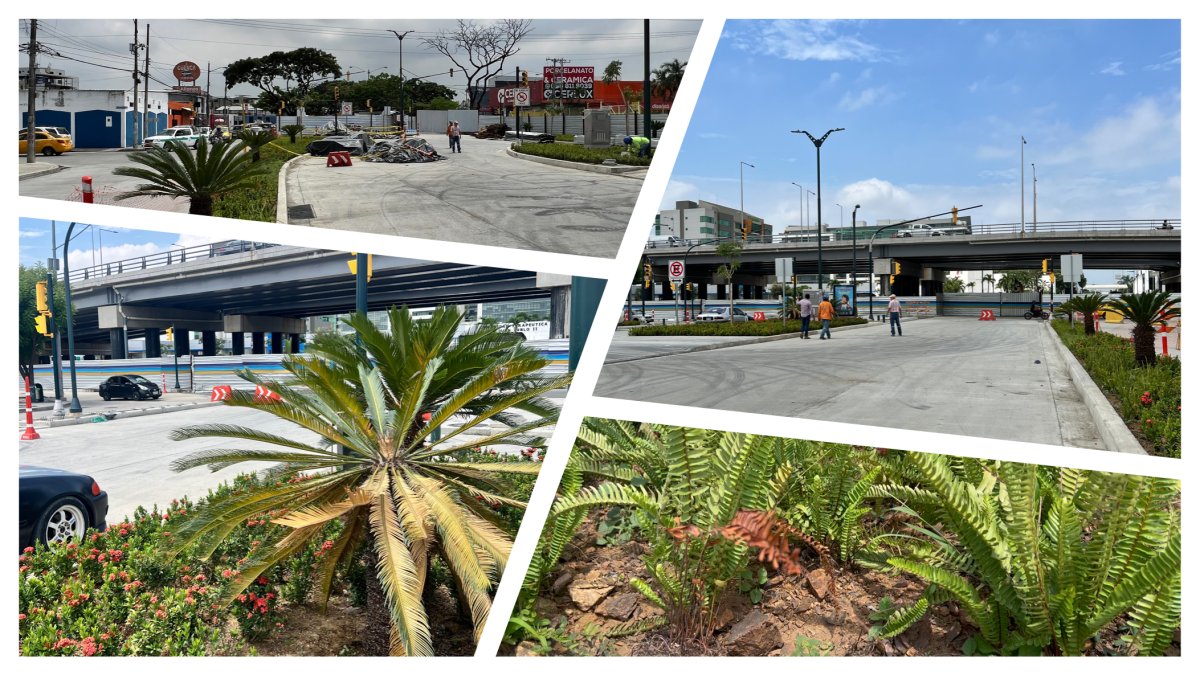 El inicio de la avenida Isidro Ayora, en Guayaquil, se caracterizaba por gozar de un arbolado que daba sombra; ahora, en el sitio abundan plantas que no son nativas ni dan sombra.