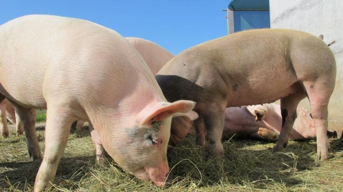 El sector de la producción teme sobre importación de carne indisciminada desde Estados Unidos.