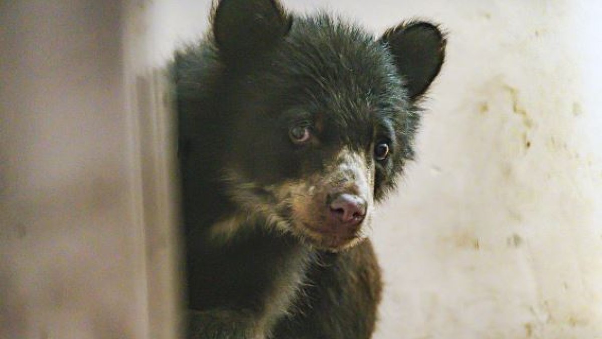 Sisa fue separada del cuidado de su madre a las pocas semanas de nacida. Luego fue encadenada dentro de una vivienda en la provincia de Cotopaxi.